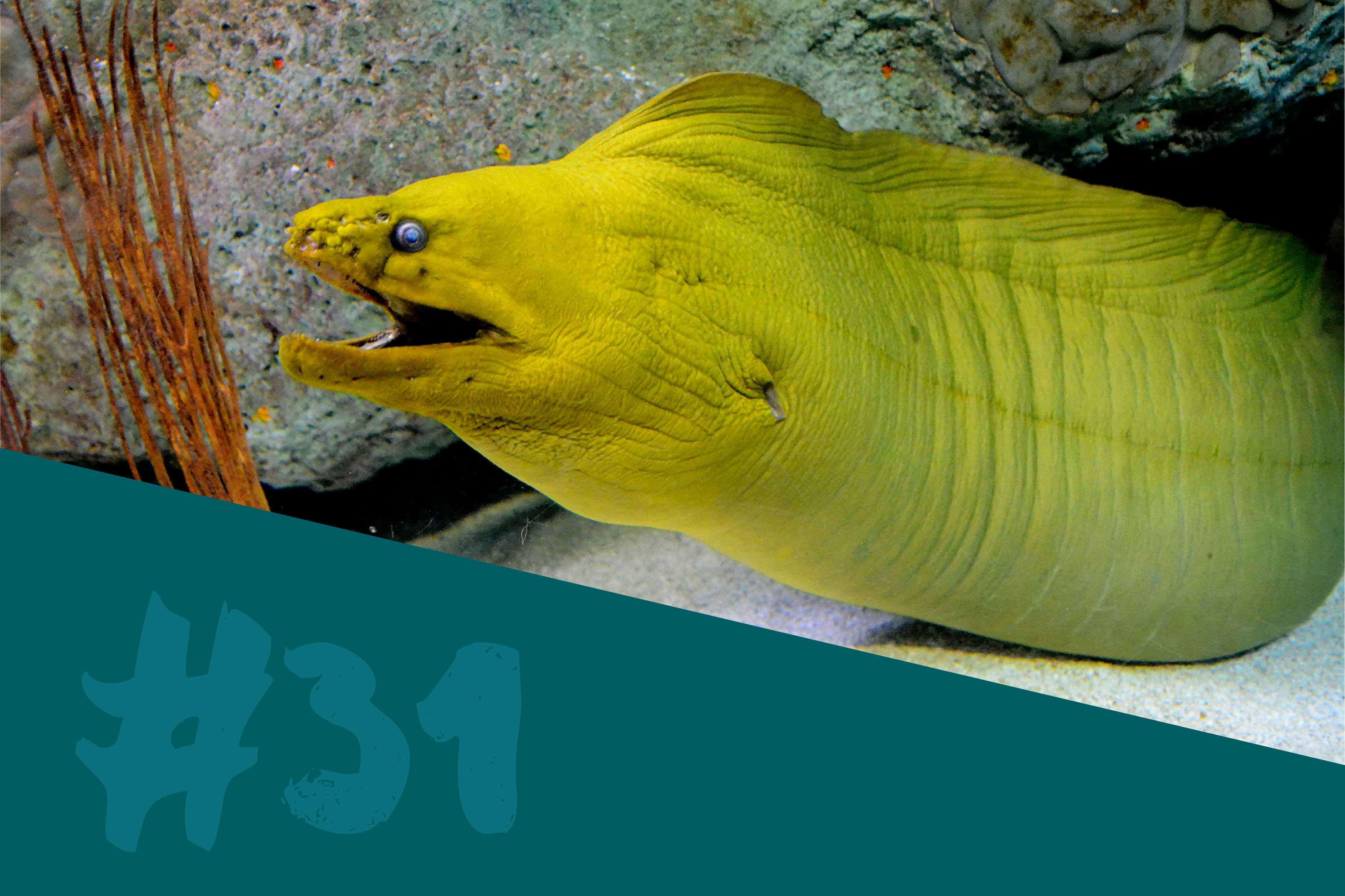 Green Moray Eel