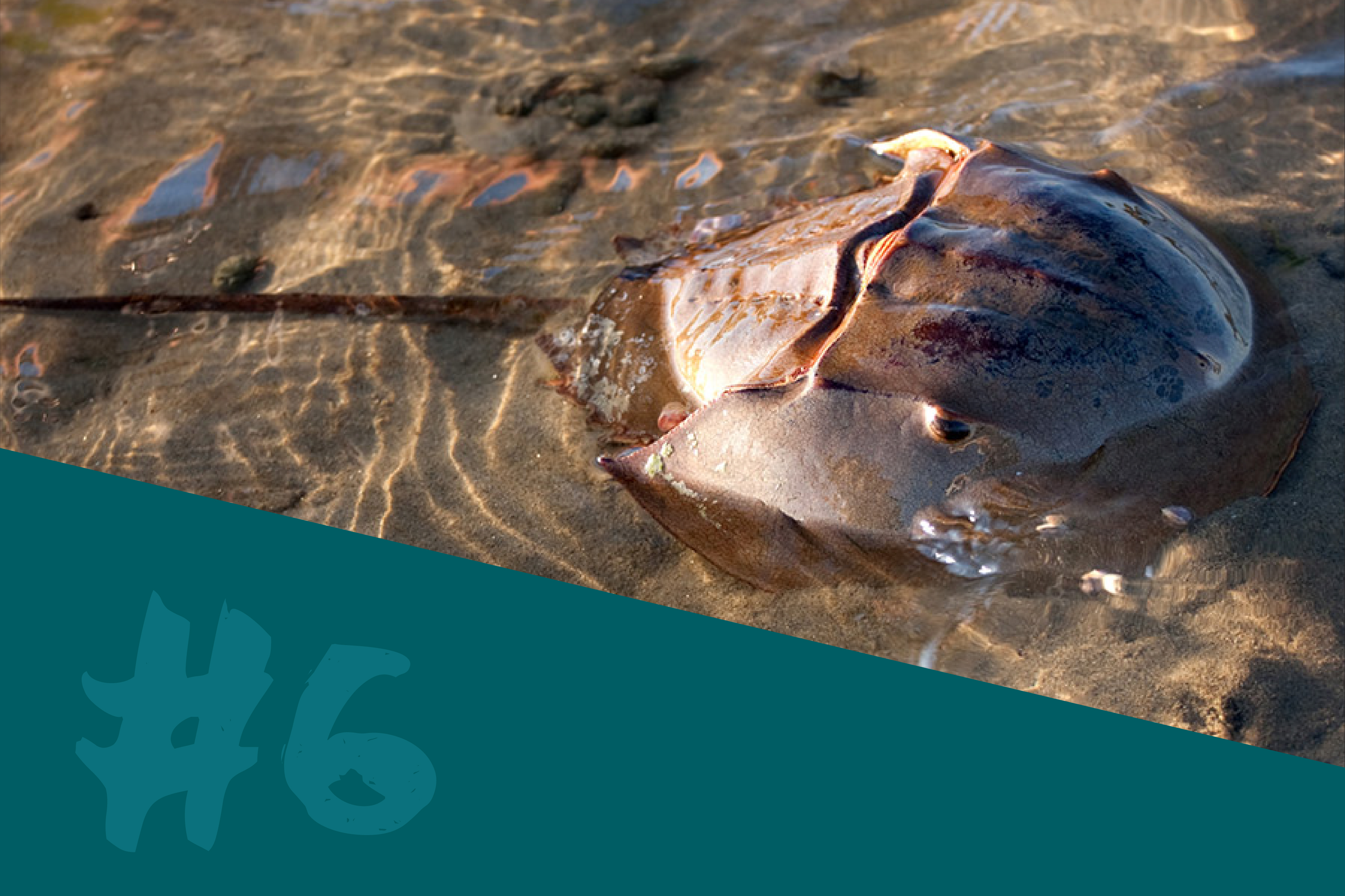 Horseshoe Crab