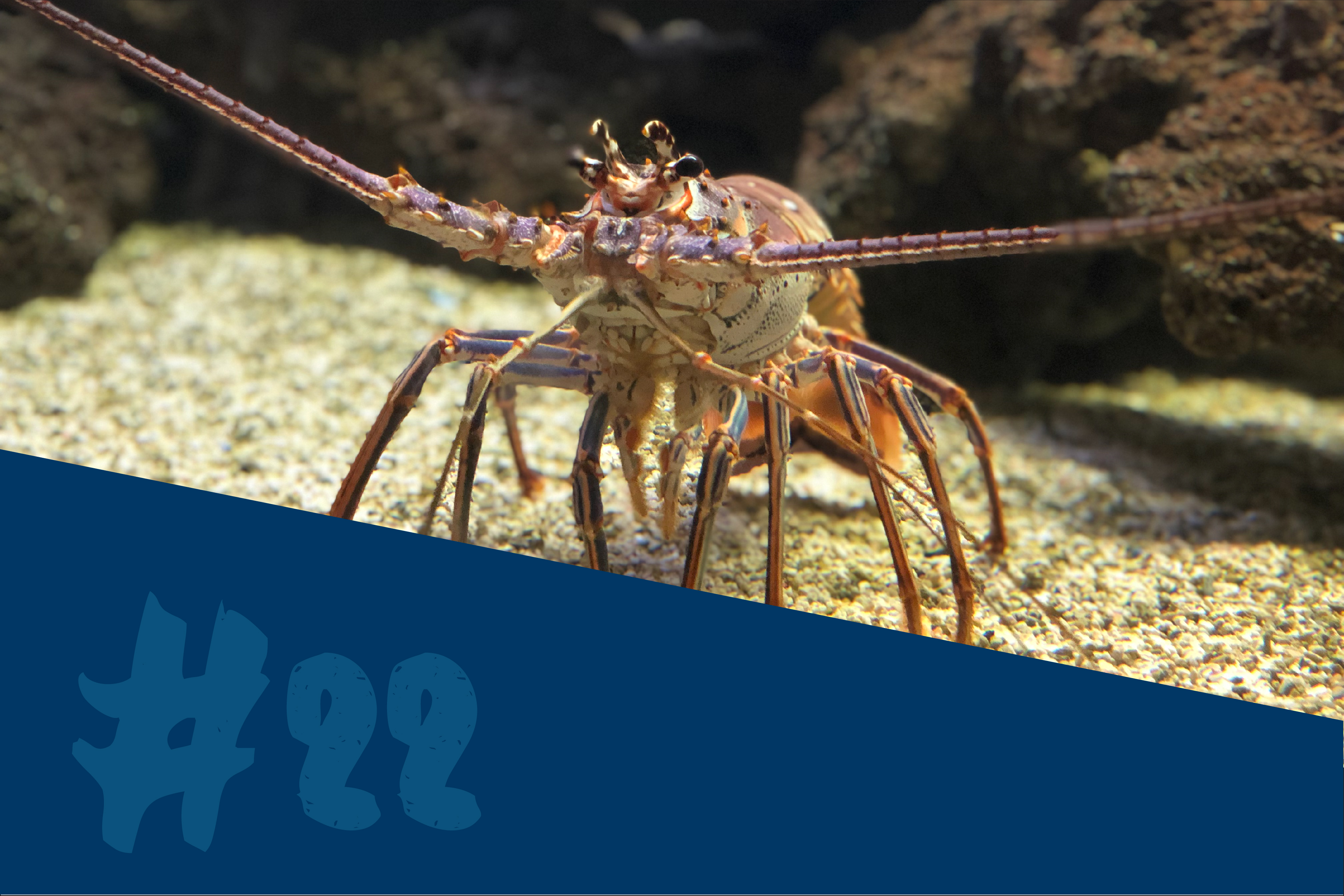 Caribbean Spiny Lobster