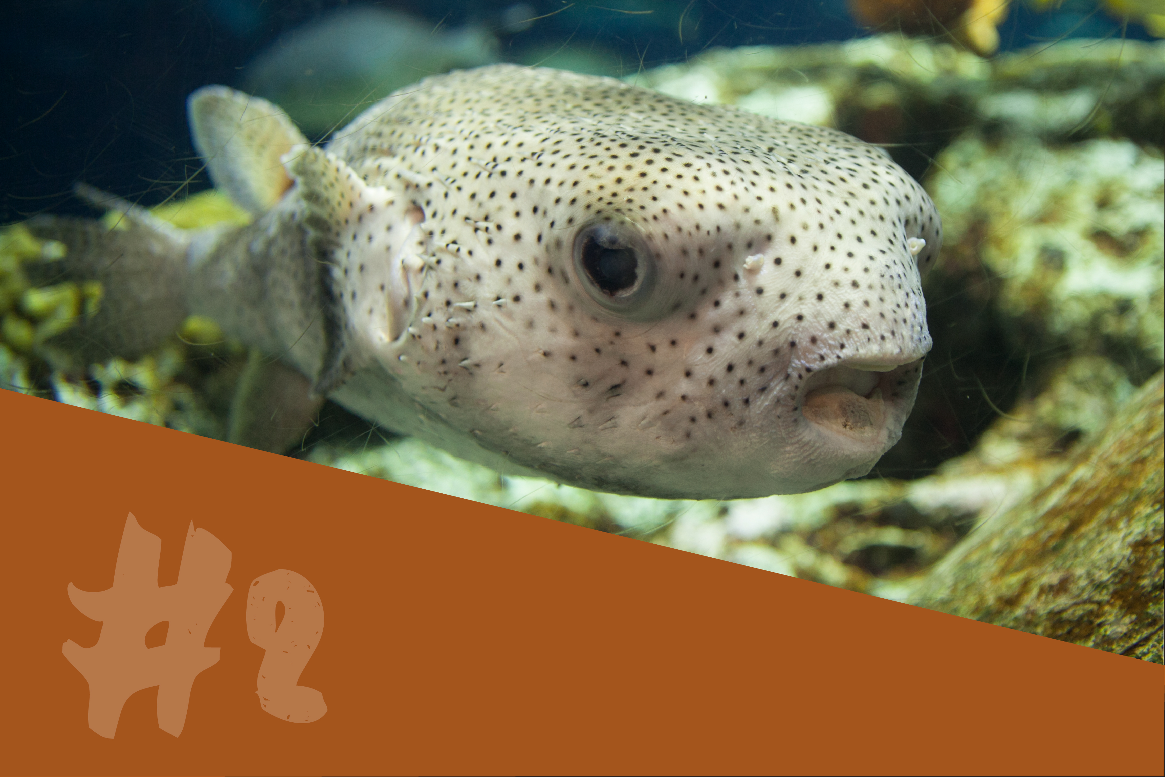 Porcupinefish