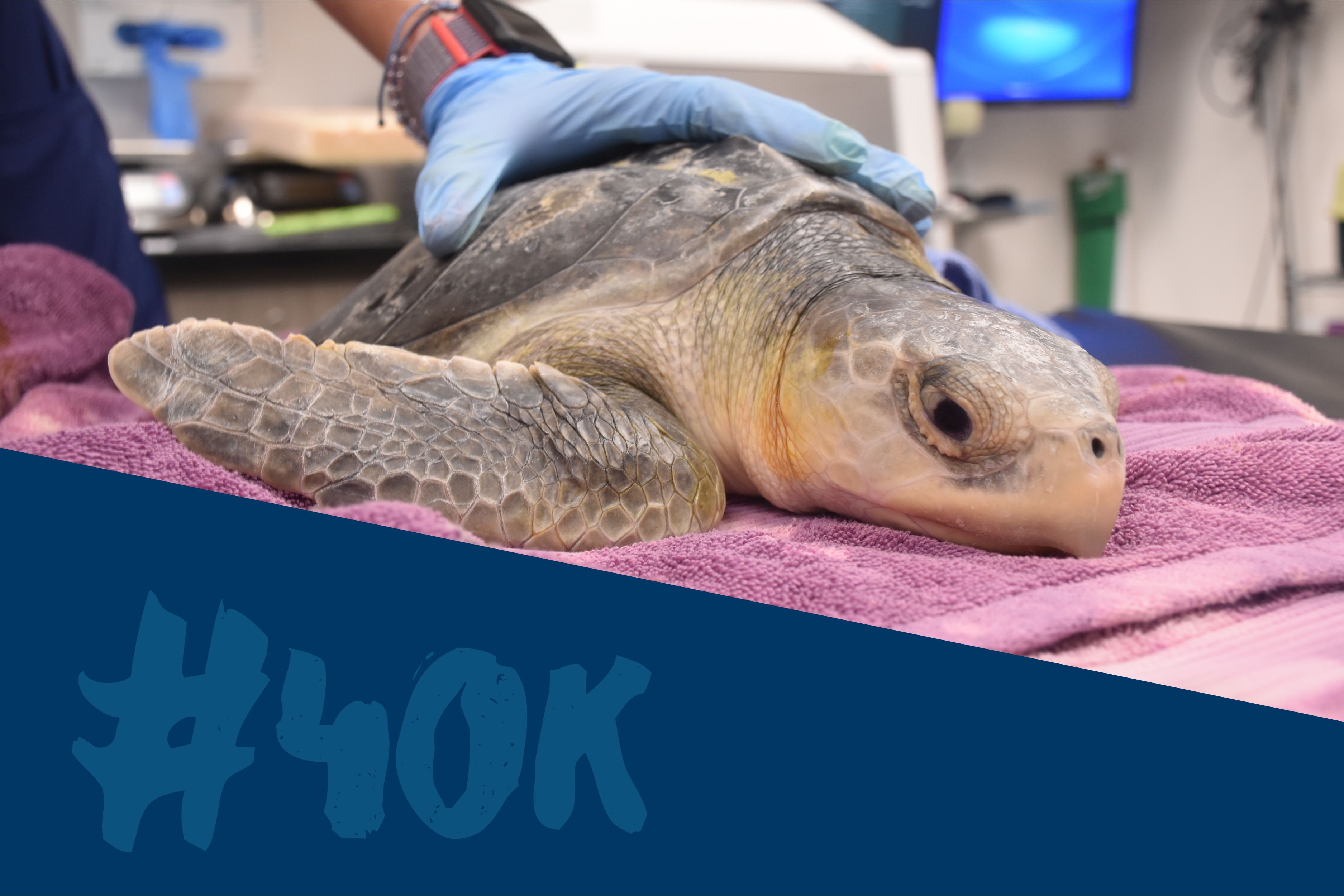 Kemp's Ridley Sea Turtle