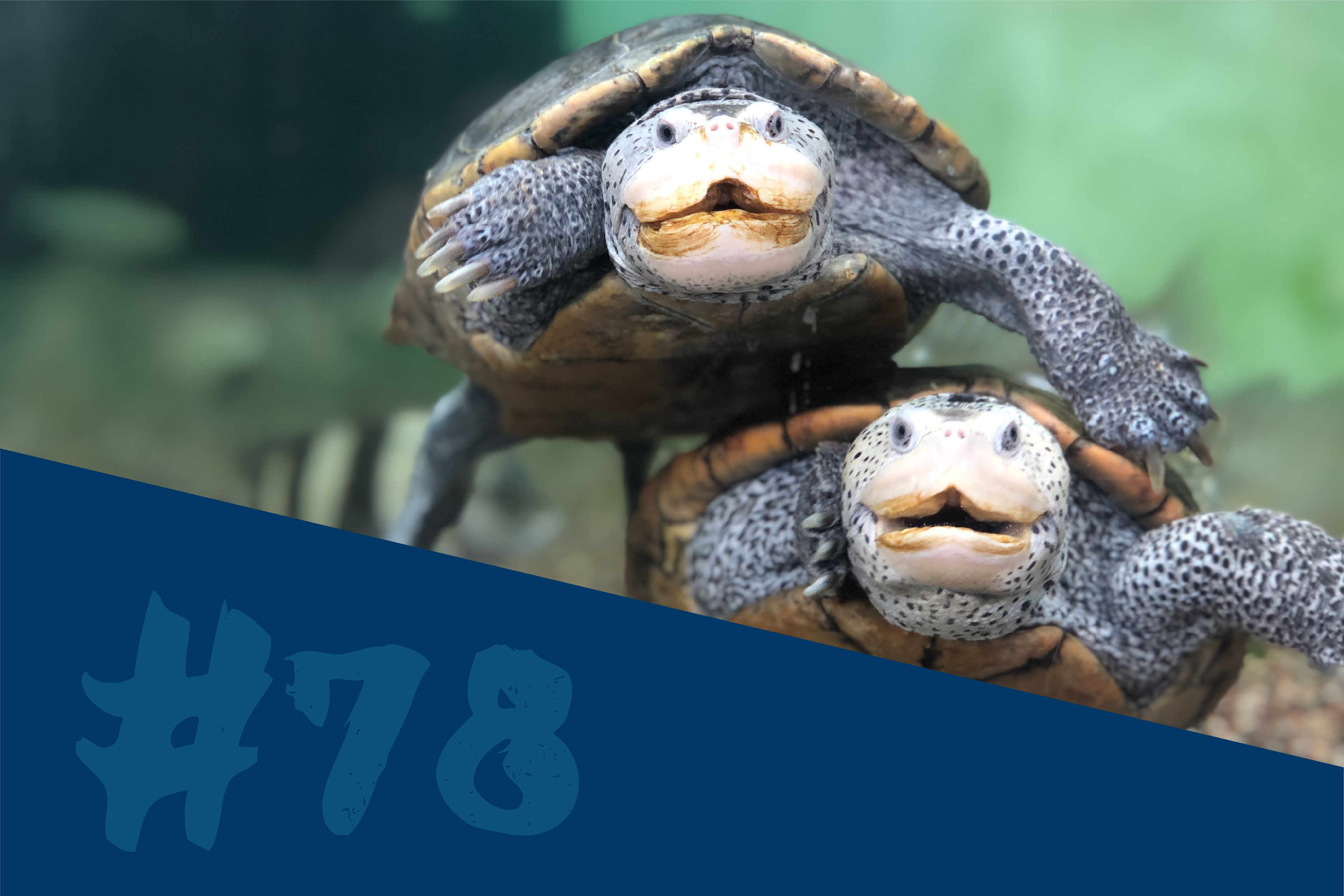 Diamondback Terrapin