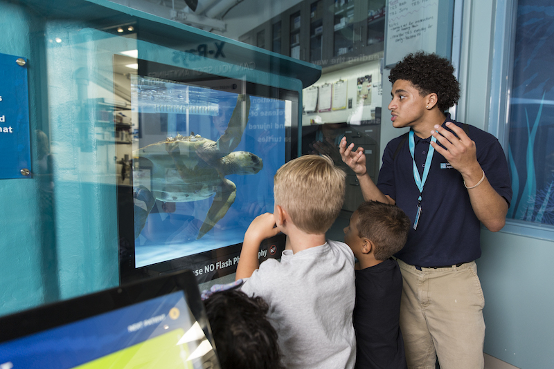 Zucker Family Sea Turtle Recovery